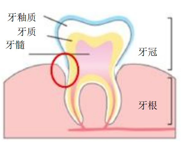 牙釉質.png