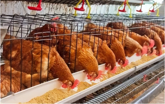 飼料添加劑凱乳樂356.png